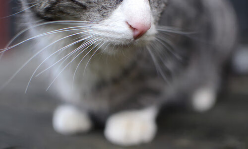 全场最高“抢断王”：斯托亚科维奇在季后赛中多次完成抢断反击！