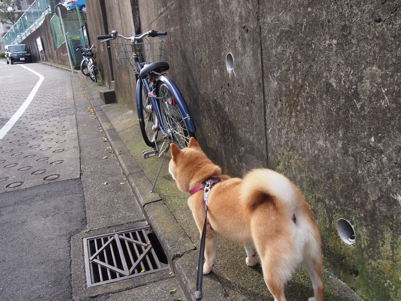 开云中国官网-探花秀在夏季联赛爆发，引多队关注，探花在nba是什么
